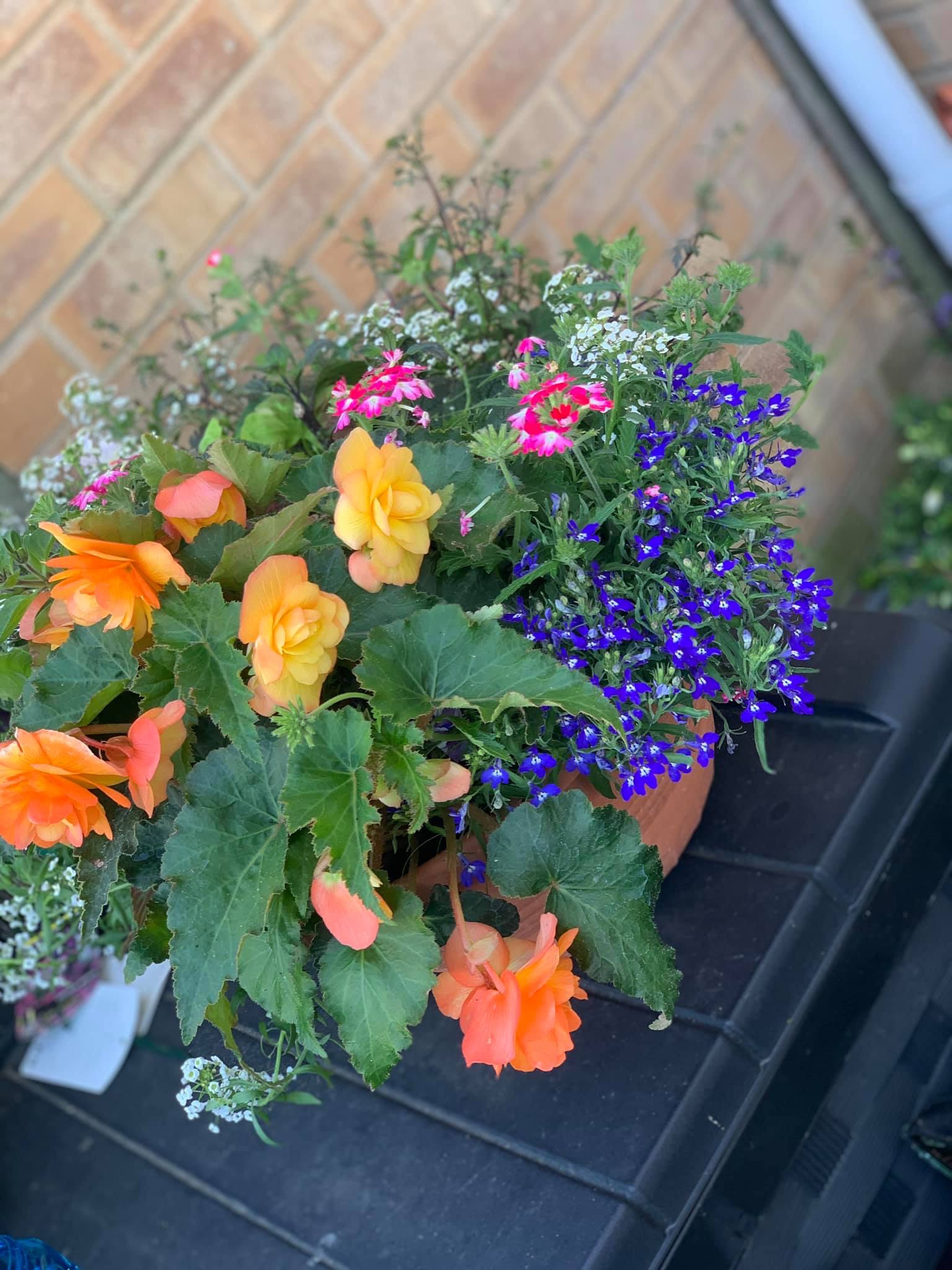 Premium Hanging Basket 